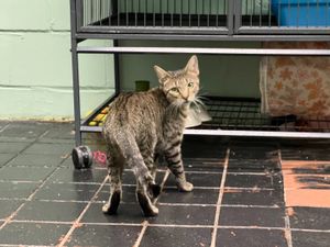 cat at The Kitty Beautiful in Orlando