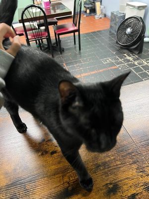 cat at The Kitty Beautiful in Orlando