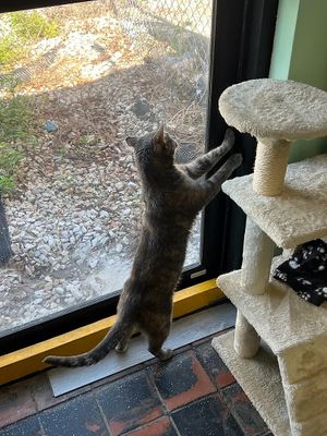 cat at The Kitty Beautiful in Orlando