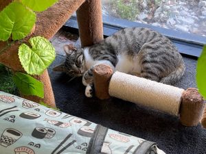 cat at The Kitty Beautiful in Orlando