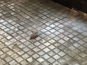 Cucaracha abajo de nuestra mesa   at Mora Mora - Condesa in Mexico City