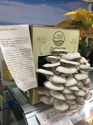 There is not Mushroom on the shelf to keep them fresh so you must grow your own. at Unide Supermercado in El Hierro