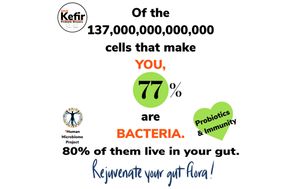  at GIVE Kefir in Siem Reap