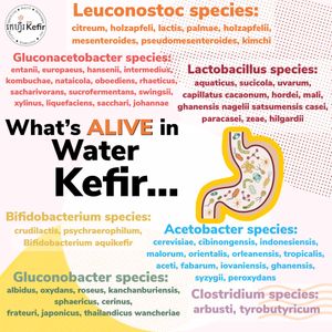 Water Kefir has many healthy bacteria and yeasts to work symbiotically with your body at GIVE Kefir in Siem Reap