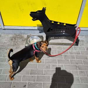  at Grycan in Suwalki