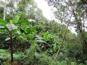 Always green at Boring B'lao in Bao Loc