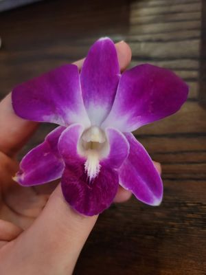 Orchid that came on the Baby Girl vegan drink at The Annex Crafthouse in Houston