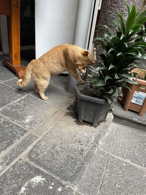   at Govinda Gopal - Govindas  in Quito