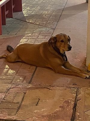 Lucho at Colores Y Sabores in Cozumel