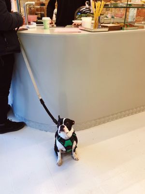 Dog Friendly  at Matcha Gracias in Barcelona