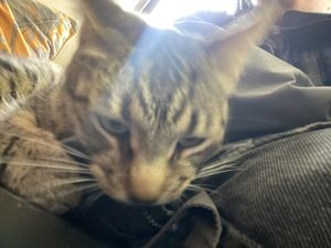 Friendly local   at Vegan Box in Faro