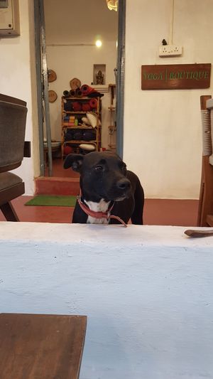  at Gratitude in Anjuna