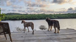 Curió e Bug at Pousada Casinha Amarela in Cairu