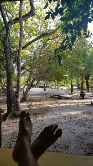 Garden seen from one of the bangaloos at Pousada Casinha Amarela in Cairu