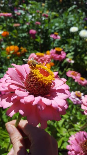 flower with bee in garden at Jardines de San Juan in San Juan Bautista
