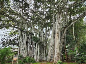  at Govinda's Vegetarian Buffet in Honolulu