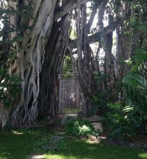 backyard at Govinda's Vegetarian Buffet in Honolulu