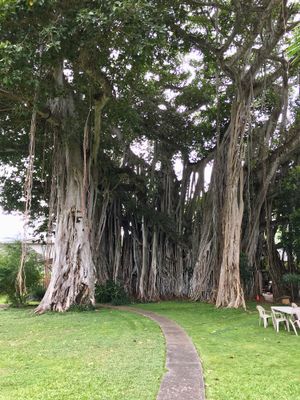 Outside seating area at Govinda's Vegetarian Buffet in Honolulu
