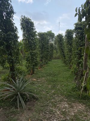 Pepper plants  at Phu Quoc Countryside in Phu Quoc