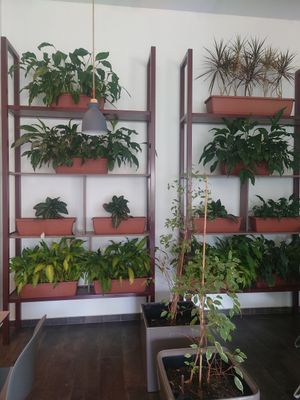 Lots of plants 🪴 at Paradise Food in Podgorica