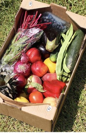 Such a great variety! 💚  at Agricultura Vedica Maharishi in Nerja