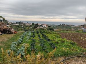 They grow vegetables themselves  at Agricultura Vedica Maharishi in Nerja
