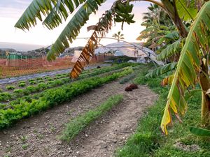 3 at Agricultura Vedica Maharishi in Nerja