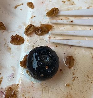 Found a hair stuck to a blueberry    at Black Coffee and Waffle Bar in Fargo