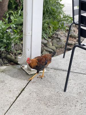 A happy chicken at Down to Earth - Store and Deli in Kailua