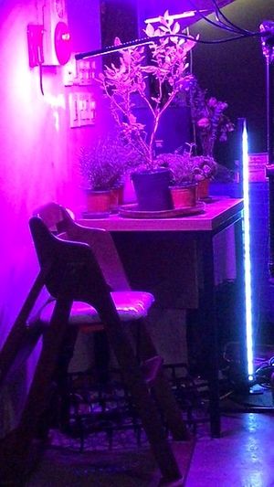 Growing stuff!! at Mangata in Gunpo