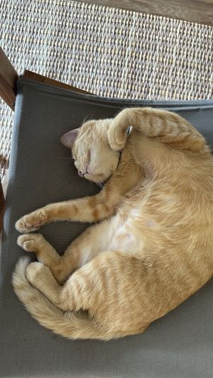 The cat visiting us every day   at Kapuhala Koh Samui in Koh Samui