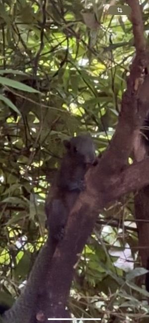 Squirrels everywhere   at Kapuhala Koh Samui in Koh Samui