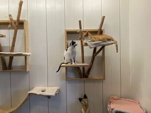 Kattencafé at Kattencafé Sophie in Leiden