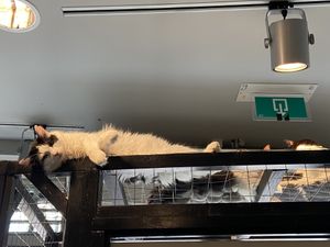 Kattencafé at Kattencafé Sophie in Leiden