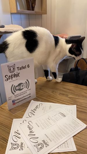 Cats and food  at Kattencafé Sophie in Leiden