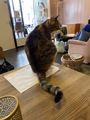 Cat (not edible) at Kattencafé Sophie in Leiden