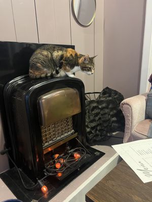   at Kattencafé Sophie in Leiden