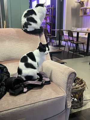   at Kattencafé Sophie in Leiden