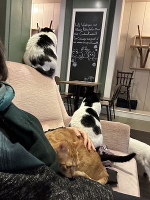   at Kattencafé Sophie in Leiden