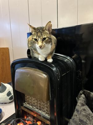   at Kattencafé Sophie in Leiden