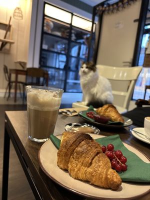   at Kattencafé Sophie in Leiden