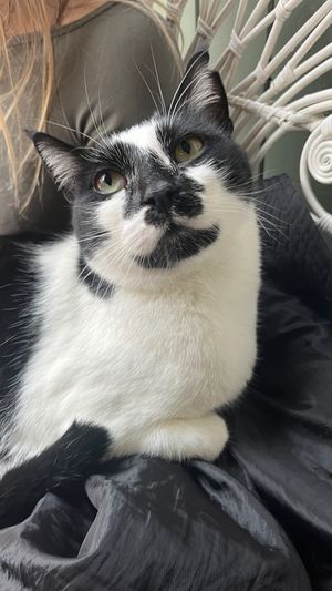   at Kattencafé Sophie in Leiden