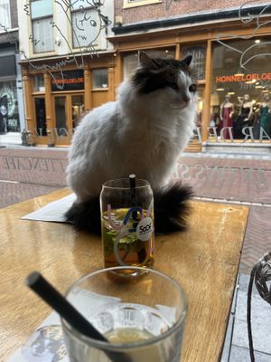  at Kattencafé Sophie in Leiden