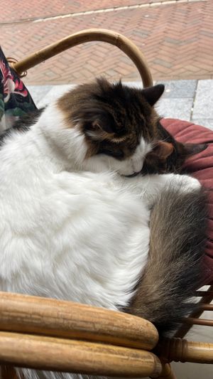   at Kattencafé Sophie in Leiden