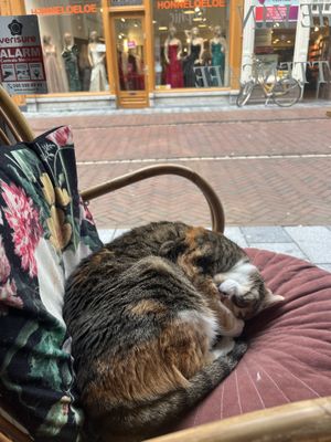   at Kattencafé Sophie in Leiden