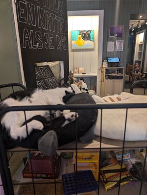  at Kattencafé Sophie in Leiden