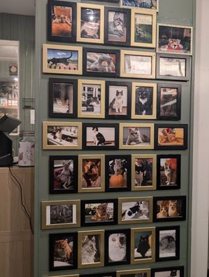  at Kattencafé Sophie in Leiden