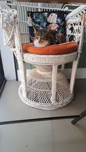  at Kattencafé Sophie in Leiden