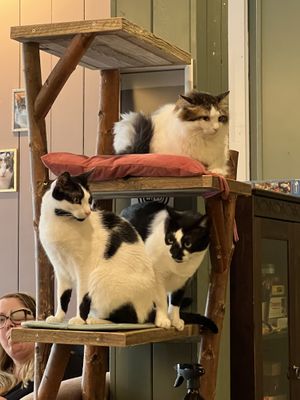   at Kattencafé Sophie in Leiden