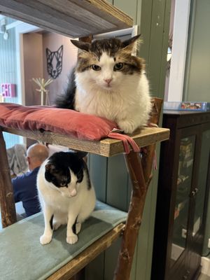   at Kattencafé Sophie in Leiden